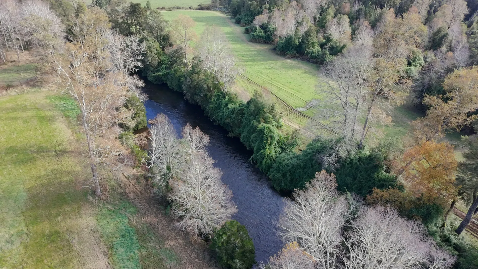 Robles de Río Llico