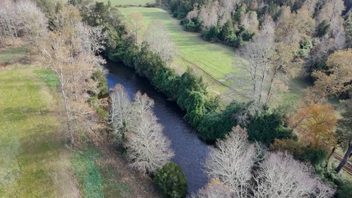 Robles de Río Llico