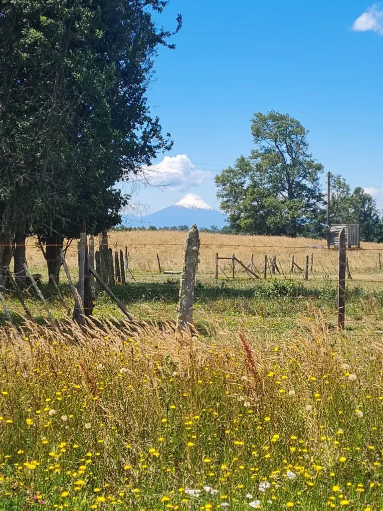 Bosques de Frutillar